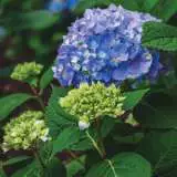 Hydrangea Endless Summer The Original Pplhydesto - Garden Express Australia