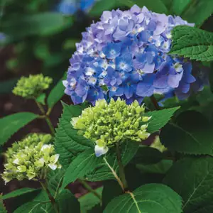 Hydrangea Endless Summer The Original (pbr) Hydrangea Endless Summer The Original (pbr)