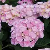 Hydrangea Love Pplhydlov - Garden Express Australia