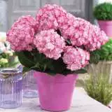 Hydrangea Miss Saori Pplhydmsa - Garden Express Australia