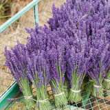 Lavender Oiling Grosso 2019 Lpolavogr