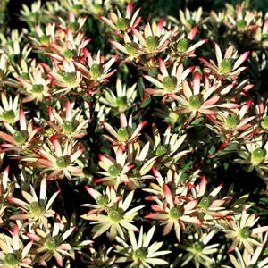 Leucadendron Super Star Leucadendron Super Star