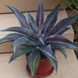 Mangave Mission To Mars Pplmanmtm - Garden Express Australia