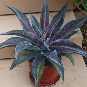 Cyclamen Growing Guide Mangave Mission To Mars Pplmanmtm - Garden Express Australia