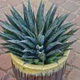 Mangave Pineapple Express Pplmanpex - Garden Express Australia