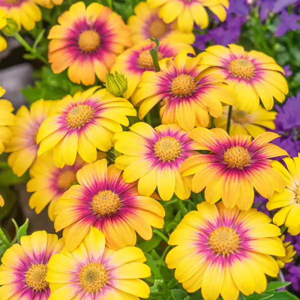 Osteospermum Blushing Beauty