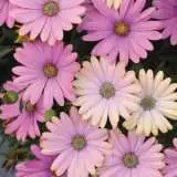 Osteospermum Serenity Sunset Pplostssu - Garden Express Australia