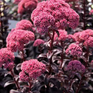 What Is A Succulent? Sedum Dark Magic Lposeddma - Garden Express Australia