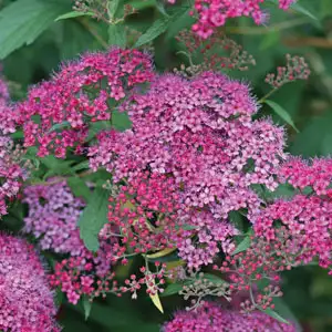 Spiraea Anthony Waterer