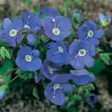 Veronica Oxford Blue Lpoverobl - Garden Express Australia