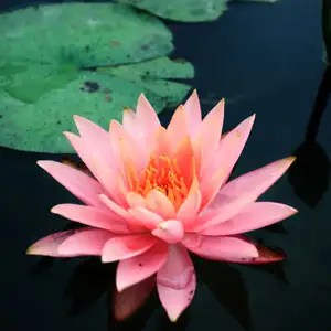 Water Lily Growing Guide Water Lily David Pkwlidav - Garden Express Australia