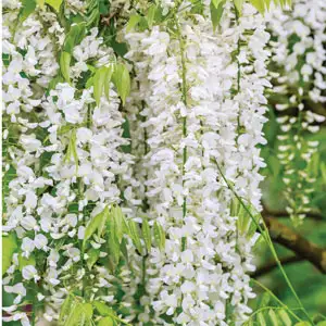 Wisteria Alba- Japanese White