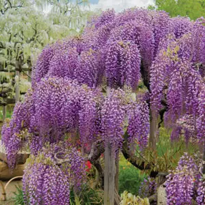Solomons Seal Growing Guide Wisteria Royal Purple Pplwisrpu - Garden Express Australia