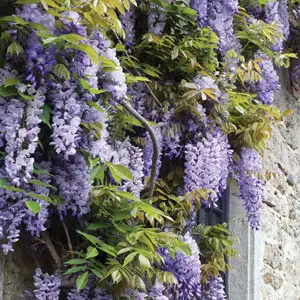 Solomons Seal Growing Guide Wisteria Sinensis 2019 Pplwissin - Garden Express Australia