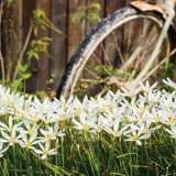 Zephyranthes White Pkzepwhi 2019 - Garden Express Australia
