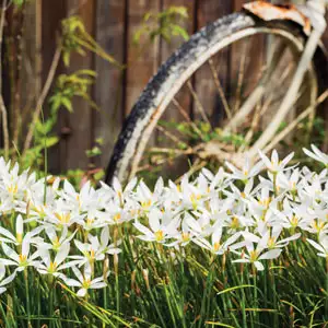 Solomons Seal Growing Guide Zephyranthes White Pkzepwhi 2019 - Garden Express Australia