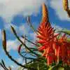 Top Drought-Proof Plants for Summer Aloealwaysreddroughttolerant - Garden Express Australia