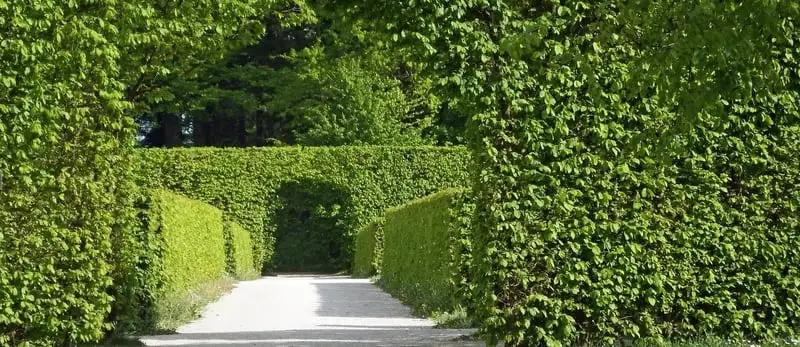 Best Fast-growing Hedge Plants Bestfastgrowinghedgeplants - Garden Express Australia