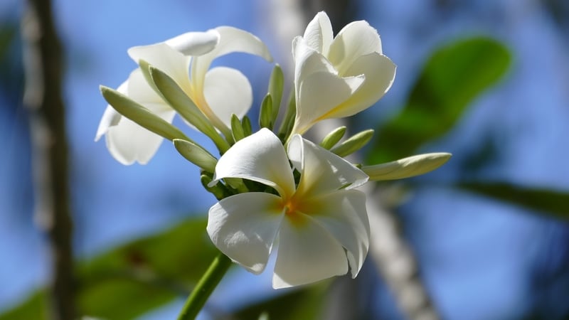 Howtogrowfrangipani3 - Garden Express Australia