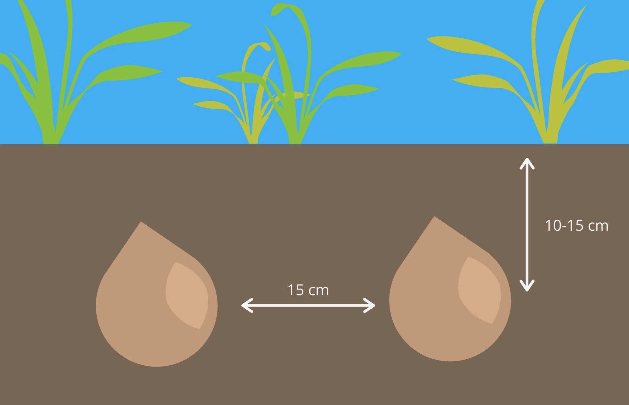 Saffron Crocus Growing Guide Garden Express
