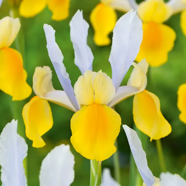 Dutch Iris Montecito