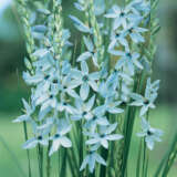 Ixia Amethyst Pkixiame 2025 - Garden Express Australia