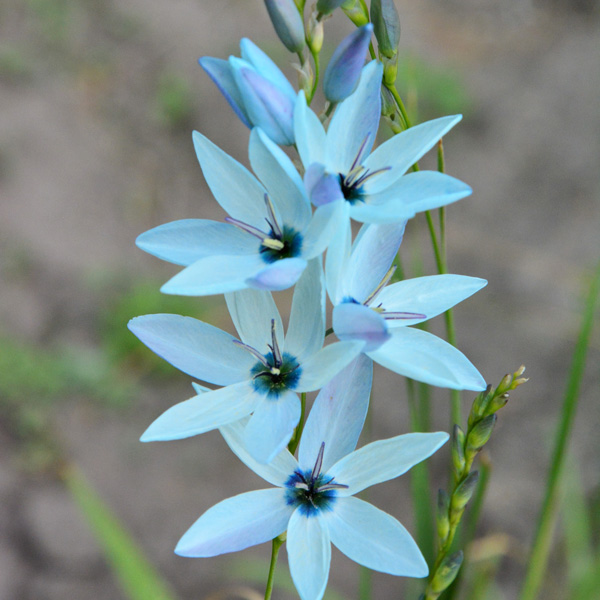 Ixia Amethyst