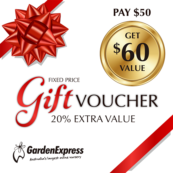120 Dollar Garden Express Gift Voucher For 100 Dollars 120 Dollar Garden Express Gift Voucher For 100 Dollars