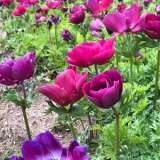 Anemone Poppy Bordeaux Pkanepbo - Garden Express Australia