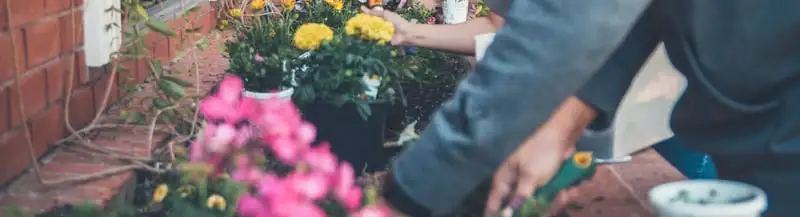 Japanese Box Growing Guide Belladonnalilypositioning - Garden Express Australia