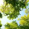 Can Trees Help Tackle Climate Change? Climatechangetrees - Garden Express Australia