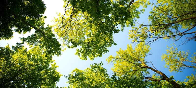Can Trees Help Tackle Climate Change?