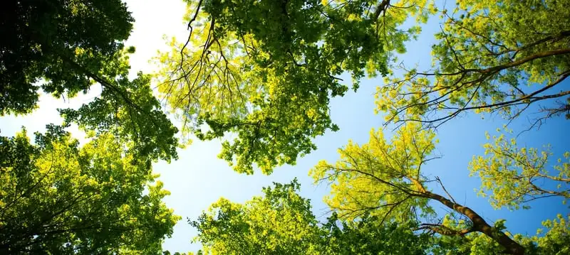 Can Trees Help Tackle Climate Change? Climatechangetrees - Garden Express Australia