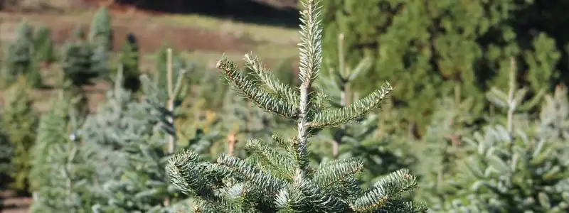 Can Trees Help Tackle Climate Change? Climatechangewollemi - Garden Express Australia