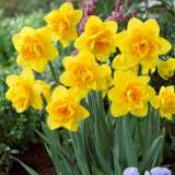 Daffodil Queens Day Pkdafqda - Garden Express Australia