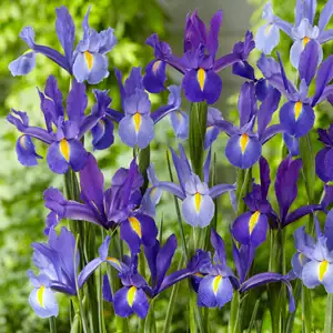 Dutch Iris Discovery Mix
