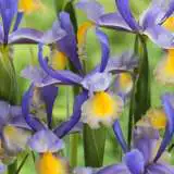 Dutch Iris 2025