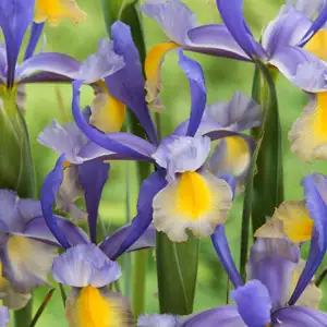 All Types Of Irises And Their Uses Dutch Iris Miss Saigon Pkdirmsa - Garden Express Australia