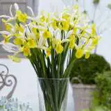 Dutch Iris Montecito Dutch Iris Montecito