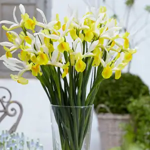 Dutch Iris Montecito