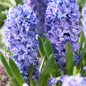 Hyacinth Blue Star Pkhyabst - Garden Express Australia