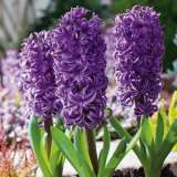 Hyacinth Purple Star Pkhyapst - Garden Express Australia