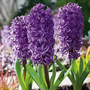 Hyacinth Purple Star Hyacinth Purple Star