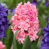 Hyacinth Spring Beauty