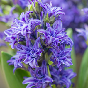 Hyacinth Twin Pearl