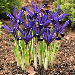 Iris Reticulata Growing Guide Iris Reticulata Blue Note Pkirebno - Garden Express Australia