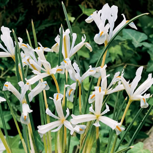 Iris Reticulata Natscha 15 Fm - Garden Express Australia