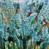 Bulb to Plant In Autumn