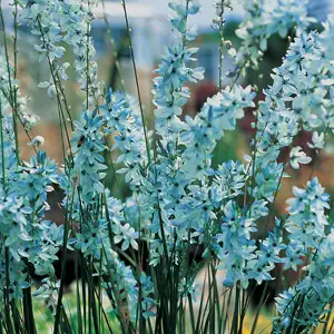 Best Bulbs To Plant In Autumn Ixia Viridiflora Pkixivir - Garden Express Australia