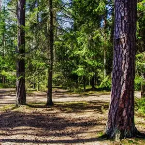 Can Trees Help Tackle Climate Change? Treecarbon - Garden Express Australia